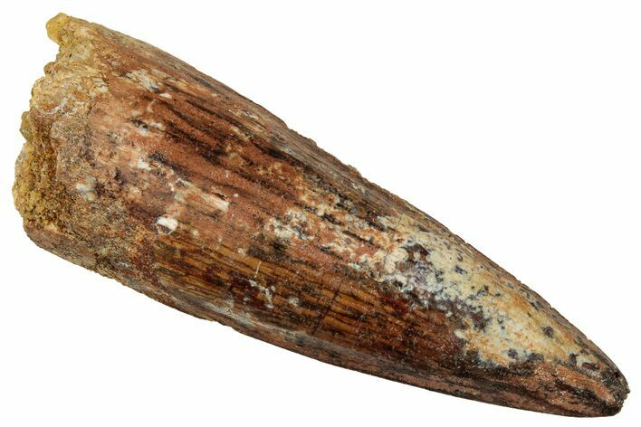 Fossil Spinosaurus Tooth - Real Dinosaur Tooth #329517